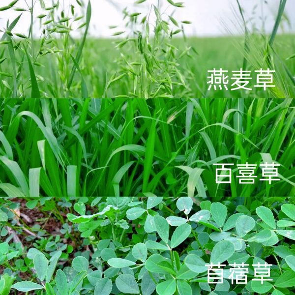 种草养羊：选择合适的牧草品种关键