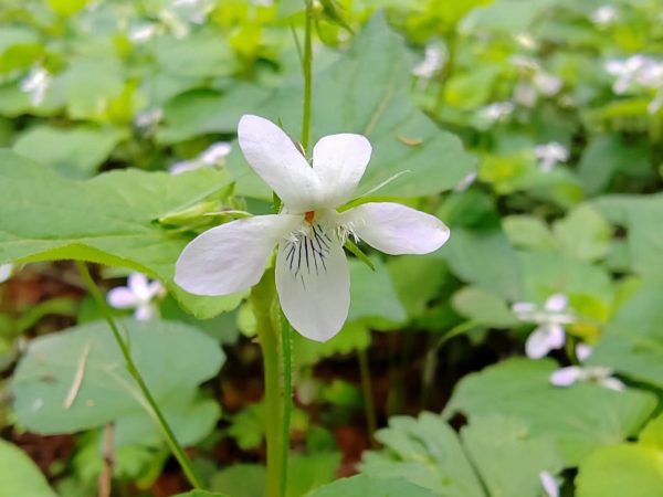 鸡腿堇菜如何养殖？