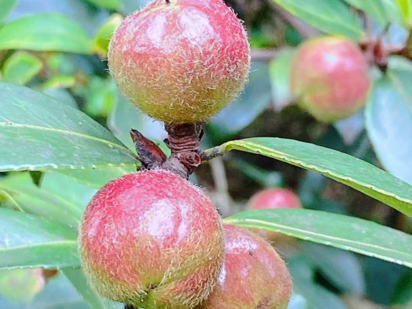 油茶树（茶子树）种植指南：从选苗到丰收