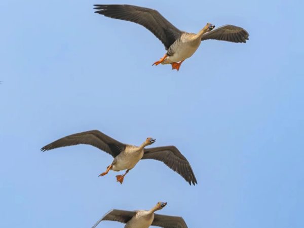 大雁养殖：翱翔天空的利润