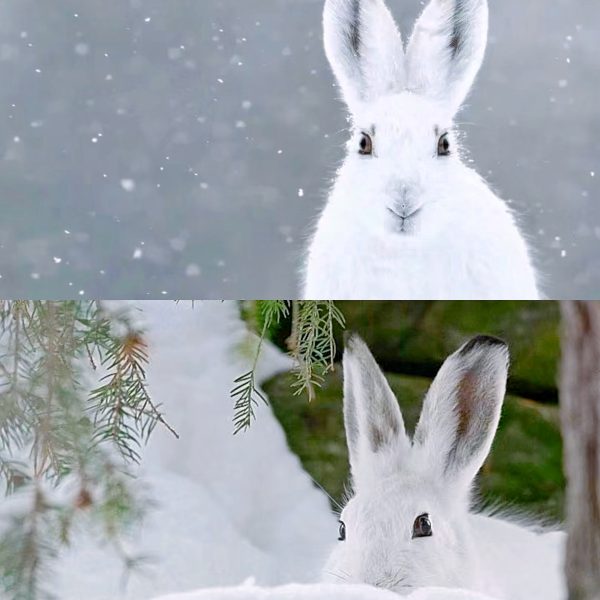 雪兔：神秘的雪地居民