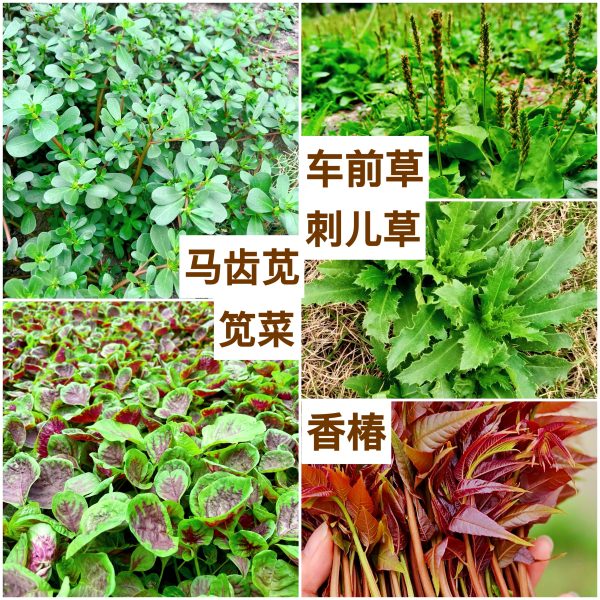 农村适合种植的野菜介绍