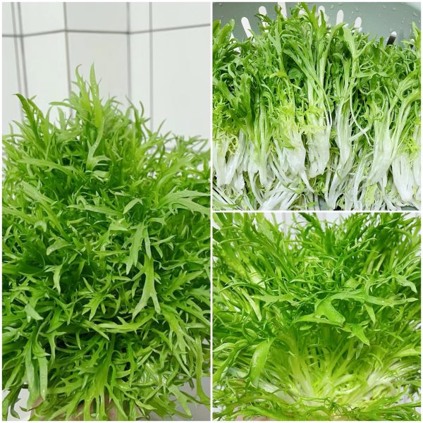 苦菊种植指南：种植方法与收获时间